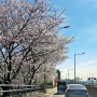 서울 주말 나들이 추천 - 늦게 개화한 벚꽃