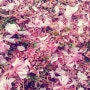 프랑스 파리, 벚꽃휘날리는 Parc de Sceaux에서 벚꽃엔딩