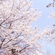 [석촌호수] 봄의 전령, 벚꽃에 취하다.