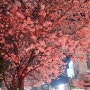 남천동 삼익비치 벚꽃 야경