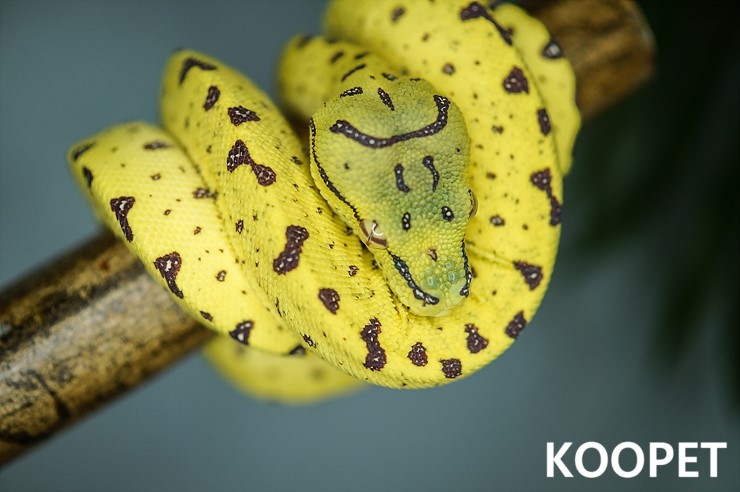 [Terraria] Green Tree Python (Cross Breeding: FBA-MBK-1502) [그린트리파이톤 ...