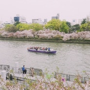 2017년 벚꽃여행 오사카 한번더!