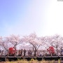[풍경사진]실망스러웠던 여의도 벚꽃축제 by 포토그래퍼 원종호
