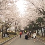 [여행] 선유도 벚꽃 놀이