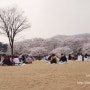 순천향대학교 벚꽃 :: 아산 벚꽃 축제 절정.