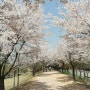 부천 벚꽃-상동호수공원 벚꽃