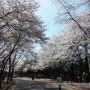 인천대공원 벚꽃 투어~ ^^