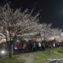 부산 삼락공원 벚꽃축제 ~ (벚꽃터널)