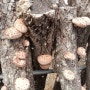 참나무표고버섯-백화표고버섯 생표고버섯 말린표고버섯 표고버섯재배 표고버섯