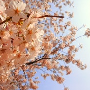 또 다시 봄, 벚꽃
