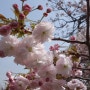 오사카 여행 - 조폐국 벚꽃