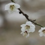 과실수| 봄을 알리는 매화나무 매화꽃