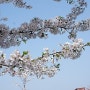 인천 중구 월미공원, 막바지 벚꽃놀이
