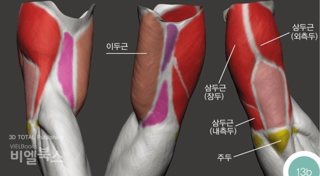 상완(팔)의 근육들 - [해부학구조로 알아보는 3D 캐릭터모델링의 정석] : 네이버 블로그