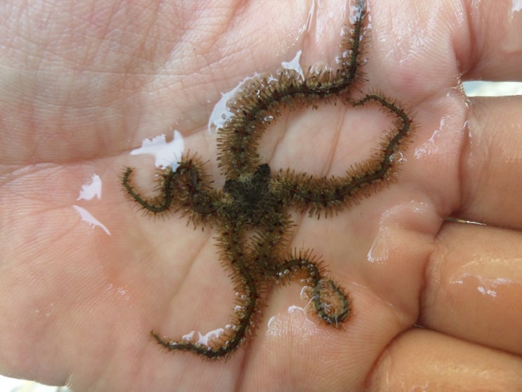 Ophiuroidea 사미강 거미불가사리강 네이버 블로그