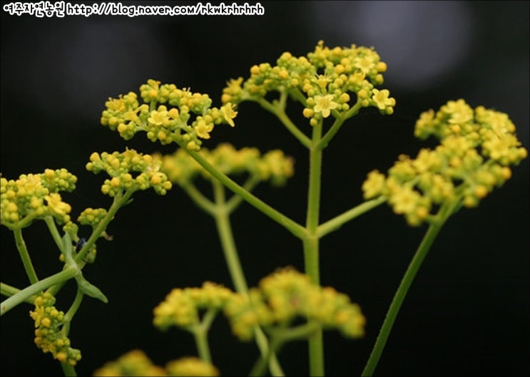 야생화판매, 금마타리 Patrinia saniculaefolia Hemsl. : 네이버 블로그