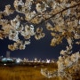 일상| 청주 봄 꽃 축제 벚꽃 나들이