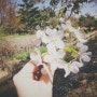 일산벚꽃명소::벚꽃놀이 했어요::봄봄봄