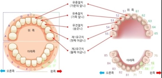 우리아이 치아에 대해 알아보자 1. 유치의 갯수와 명칭, 기능 : 네이버 블로그