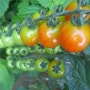 토마토 재배법