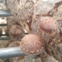 청춘표고버섯농장 4월 19일 재배모습(초당옥수수,생식옥수수재배)