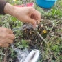 상주곶감 직거래 농원 감나무 접붙이기 방법