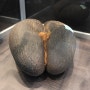 [세이셸여행] 세상에서 가장 섹시한 과일, 코코드 메르