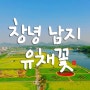 2016 창녕남지유채꽃축제