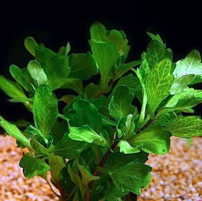 신네르시아 리불라리스 (Shinnersia rivularis) : 네이버 블로그
