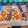 참길토마토농장-맛있는 토마토 출하중