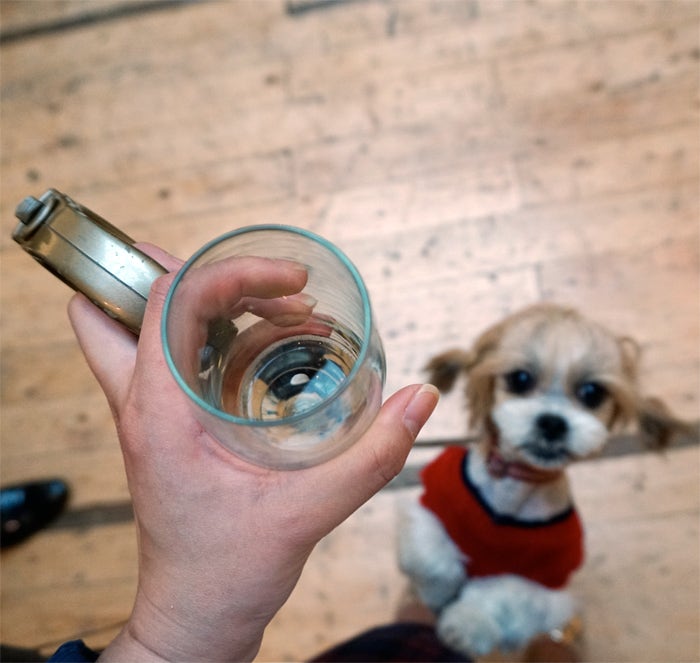 동물보호단체 'All Dog Matter' 사진전 이벤트 : 네이버 블로그