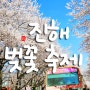 [진해 가볼만한곳] 진해 경화역 벚꽃축제