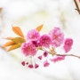 충남 서산 가볼만한곳 상왕산 개심사, 청벚꽃과 겹벚꽃을 만날 수 있는 마지막 봄여행