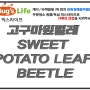 가정집 해충방제 벅스라이프 고구마잎벌레 Sweet potato leaf beetle