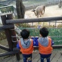 과천서울대공원 37개월 윤쌍둥이의 동물원 구경