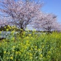 제주여행 6 / 녹산로, 제주도 벚꽃 유채꽃이 어우러진 길, 동영상있어요!