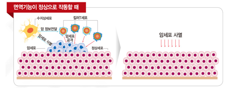 암면역세포치료란 무엇일까? : 네이버 블로그