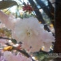 벚꽃놀이 아직 늦지 않았다! 충남 서산에 문수사 왕벚꽃!