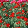 봄철 꽃가루 알레르기 기침과 기관지염