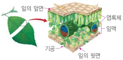 잎의 구조와 기능 : 네이버 블로그