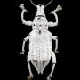 (화보) 현미경 사진으로 본 곤충은 정말로 신비하다