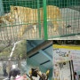 [서울 근교 아이와 함께 나들이] 일산 고양시 테마동물원쥬쥬