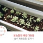 꽃손짱의 베란다텃밭 : 상추 씨앗을 심기