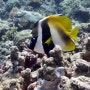 masked bannerfish