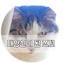 [K-water서포터즈10기/로맨水] 창틀위에 고양이