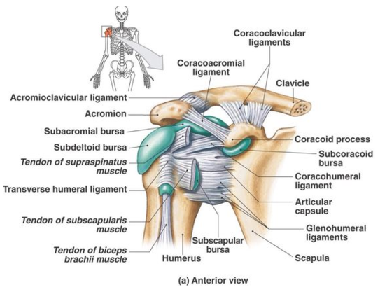 Shoulder Anatomy 어깨 해부학 : 네이버 블로그