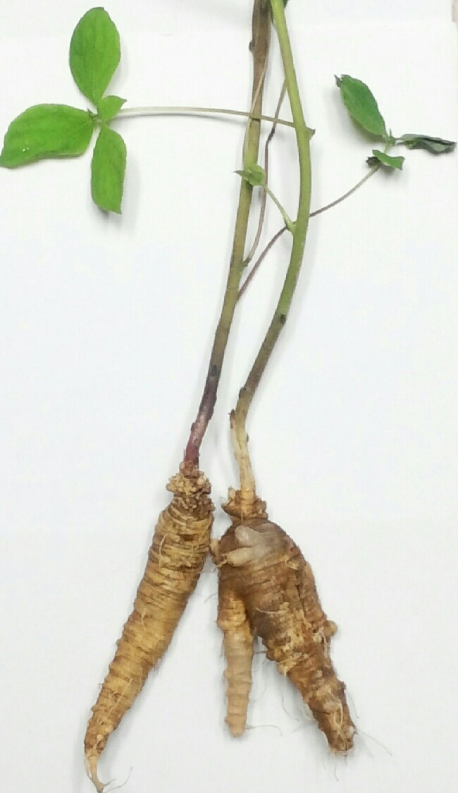 자연산더덕 효능, 산더덕 담금주 : 네이버 블로그