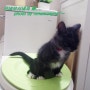 새끼 고양이 변기 훈련/고양이 화장실 사용/변기 냥이