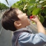 사천 딸기체험 그리운순이농원 딸기체험하기
