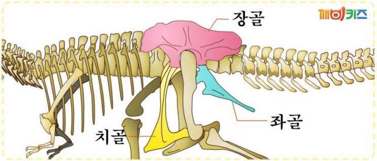 공룡의 분류! 용반목(수각류,용각류)과 조반목(조각류,검룡류,각룡류,곡룡류)에 대해서. : 네이버 블로그